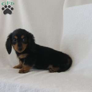 Jenny, Dachshund Puppy